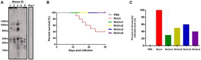 New insights into phenotype and genotype relationships in Neospora caninum